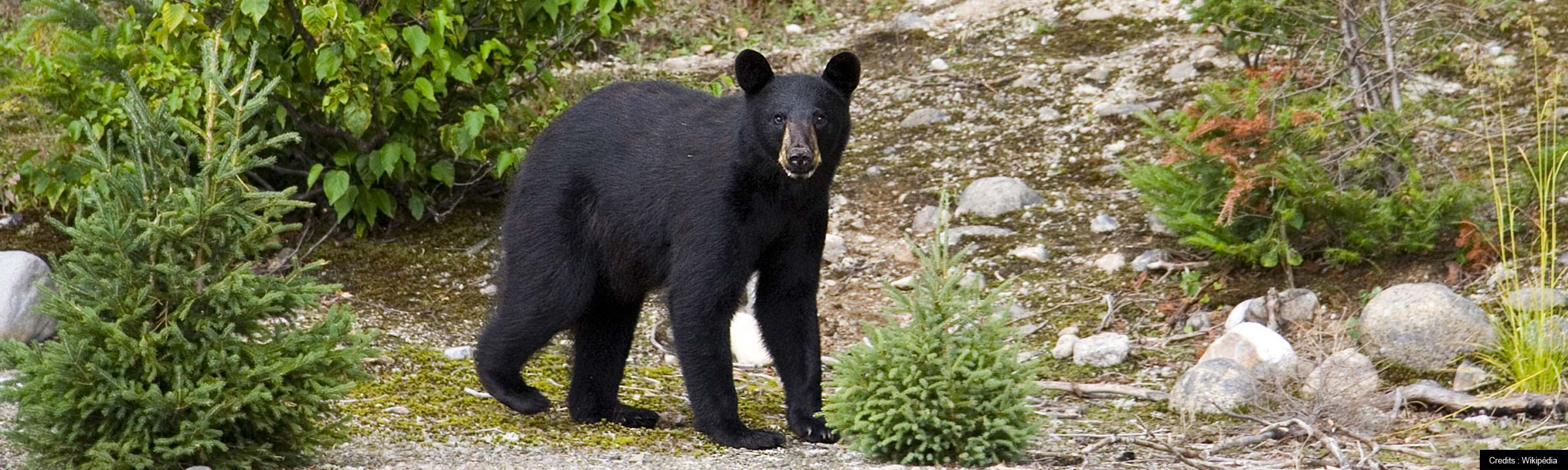 que faire quand on rencontre un grizzly